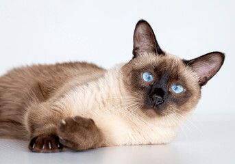 Pet animal; cute siamese cat - Powered by Adobe