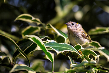Goldcrest (Regulus regulus): Jewel of European Woodlands