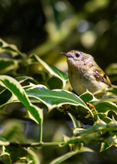 Goldcrest (Regulus regulus): Jewel of European Woodlands