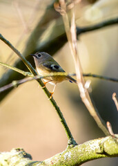 Goldcrest (Regulus regulus): Jewel of European Woodlands