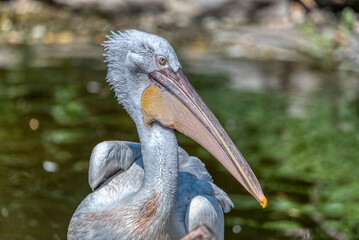 Great white or eastern white pelican