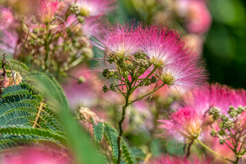 Pink fluffy flowers of the Persian silk tree (Albizia julibrissin).