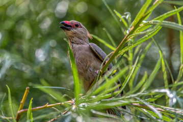 A red-faced mouse bird sits on a branch in the park