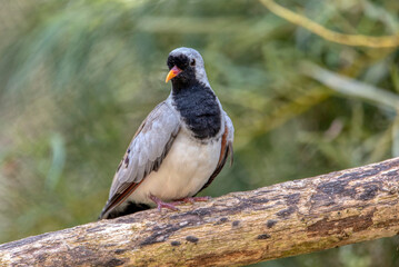 Namaqua dove, Oena capensis, grey black bird