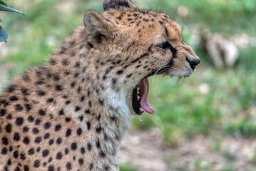 Cheetah Hideaway: Resting in Nature's Lap