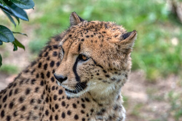 Cheetah Hideaway: Resting in Nature's Lap