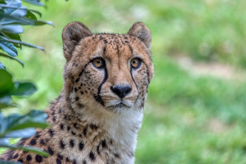 Cheetah Hideaway: Resting in Nature's Lap