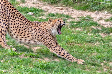 Cheetah Hideaway: Resting in Nature's Lap