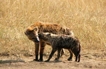 Naklejka na ściany i meble Hyene tachetée, jeune et fémelle, Crocuta crocuta, Parc national du Sérengéti, Tanzanie