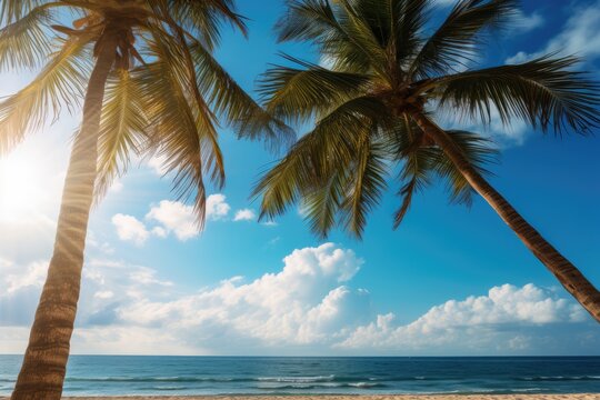 Summer Palm Trees On Beach In Mexico