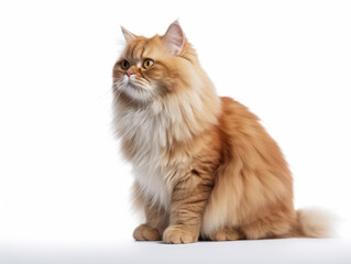 British Longhair Cat Studio Shot Isolated on Clear Background, Generative AI