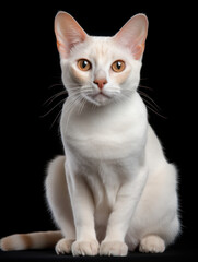 Fototapeta premium Colorpoint Shorthair Cat Studio Shot Isolated on Clear Background, Generative AI