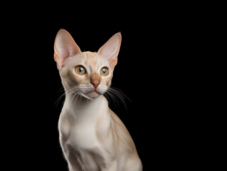 Colorpoint Shorthair Cat Studio Shot Isolated on Clear Background, Generative AI