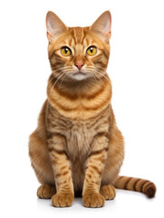 Obraz premium Lukoi Cat Studio Shot Isolated on Clear Background, Generative AI