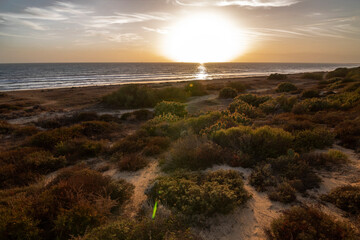 A sunset on the beach of Mazagon, Huelva, Spain. With vegetation and cacti.