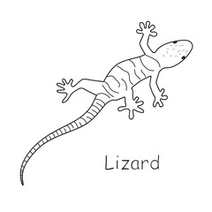 Lizard outline icon. Hand drawn vector lacertian isolated on white background. Sketch of Salamander Lizard. Animal in doodle style, line art, contour drawing. Vector illustration
