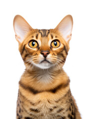 Lukoi Cat Studio Shot Isolated on Clear Background, Generative AI