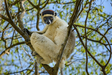 verreaux's sifaka in a tree
