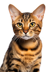 Lukoi Cat Studio Shot Isolated on Clear Background, Generative AI