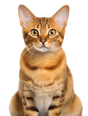 Obraz premium Malayan Cat Studio Shot Isolated on Clear Background, Generative AI
