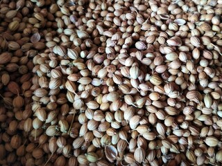 Coriander seed condiment of indian spicy food