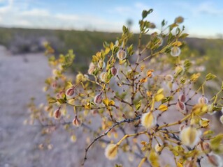 creosote bush in the desert