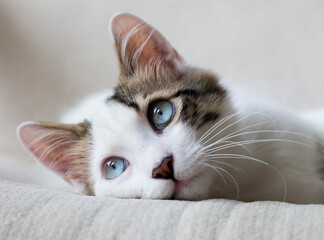 Blue-eyed cat absently watches his surroundings