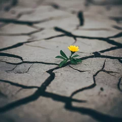 Foto op Plexiglas Beautiful small flower grow on cracked street © MMS