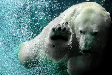 Under the icy, steel blue waters of the Arctic, a meeting with a Polar Bear (Ursus maritimus). The largest ursid species and land carnivore. Able to swim proficiently to hunt prey. Captive animal 