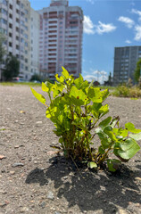a poplar tree made its way out from under the asphalt