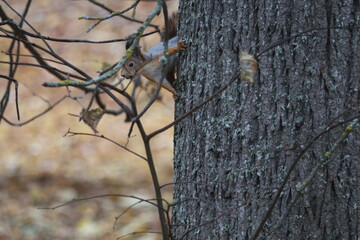 Squirrel in autumn park