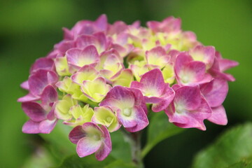 紫陽花 アジサイ