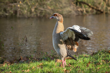 The autumn molt of the wings of an adult male Egyptian goose (Alopochen aegyptiaca) is coming to an end