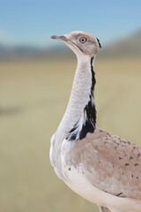 Houbara bird in the sand