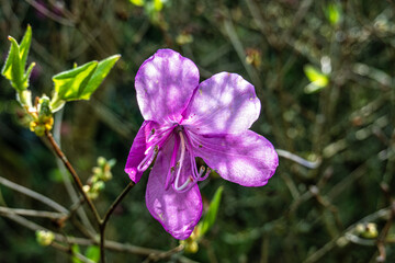 Flower of a Mrs. Farrers rhododendron, Rhododendron farrerae at the Ecology and Botanic Garden in Bayreuth, Germany.