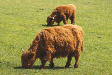 highland cows grazing in a field