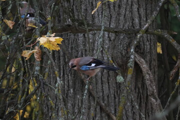 Beautiful bird on tree