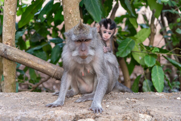 scimmia con cucciolo