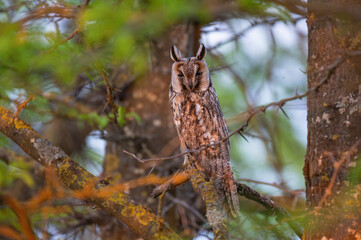 Fototapeta premium Long-eared Owl Asio Otus in the wild