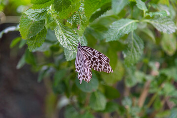 farfalla viola