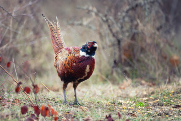 Fototapeta premium Ringneck Pheasant, Phasianus colchicus in the habitat