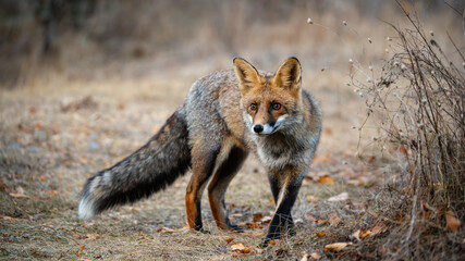 Portrait red fox Vulpes vulpes in the wild