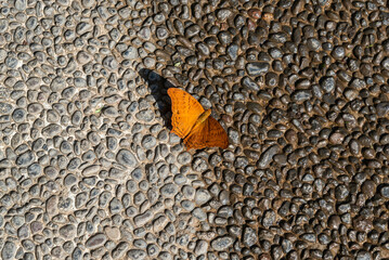 farfalla chiaro scuro