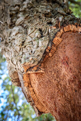 Cork oak tree with freshly peeled bark (Portugal)