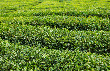 Tea plantation - a field of green rows of bushes among trees on a sunny summer day and a space for copying in Sochi