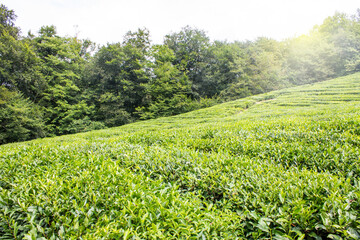 Tea plantation - a field of green rows of bushes among trees on a sunny summer day and a space for copying in Sochi