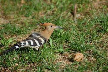 Puput comiendo gusano