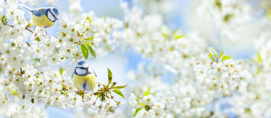 little birds sitting on branch of blossom cherry tree in a garden. The blue tit. Spring background - obrazy, fototapety, plakaty