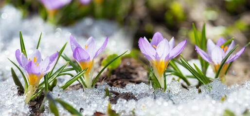 Crocus flowers blooming in snow covering