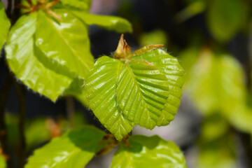 Fototapeta premium Beech Dawyck Gold new leaves